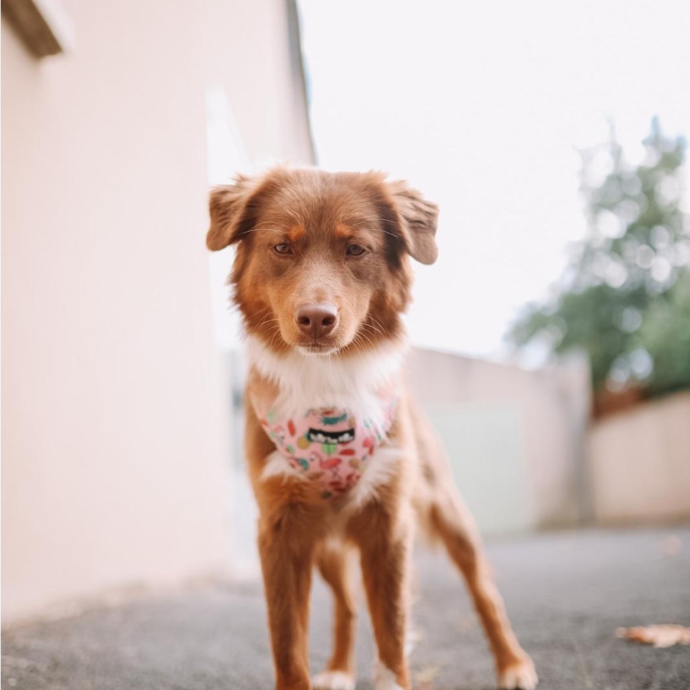 💖 NEW Coquette Pink Dog Harness | XS | Trendy & Comfy! - Picture 6 of 8